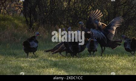 Zwei Banden wilder Truthühner kämpfen an einem Maimorgen im Norden von Wisconsin. Stockfoto