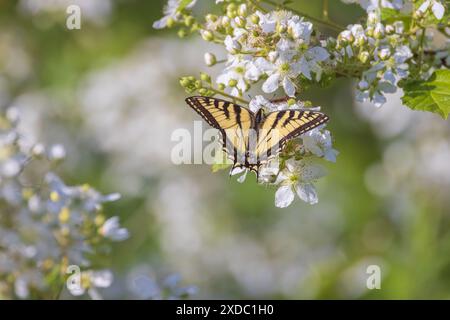 Kanadischer Tigerschwalbenschwanz, der an einem brombeerstrauch in Nord-Wisconsin Nektaring. Stockfoto