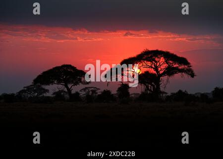Landschaft Sonnenuntergang oder Sonnenaufgang Savanne Landschaft aus dem Amboseli Park unter dem Kilimandscharo in Afrika Kenia. Baumsilhouetten mit rotem Sonnenlicht im Hintergrund Stockfoto