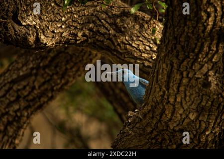Blaue Felsendrossel - Monticola solitarius im Olivenbaum, Arten von Chat, Rassen in Südeuropa, Nordwestafrika und Asien, offizielle nationale bi Stockfoto