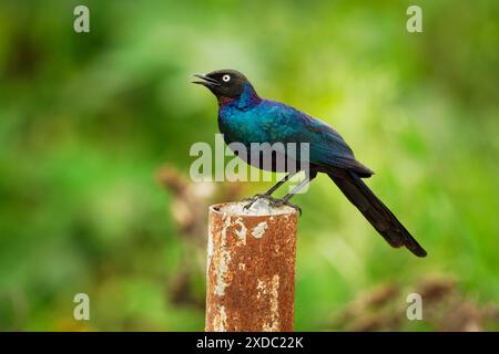 Ruppell-Starling - Lamprotornis purpuroptera auch Rueppell-Hochglanzstarling oder Langschwanzstarling, Vogel, der in Afrika im Kongo, Äthiopien und Kenia vorkommt Stockfoto