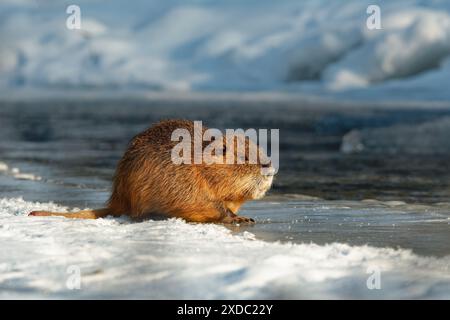 Nutria oder Coypu auf dem Schnee - Myocastor coypus pflanzenvore semiaquatische Nagetiere aus Südamerika, ernährt sich von Flusspflanzenstämmen, die nach North Amer eingeführt werden Stockfoto