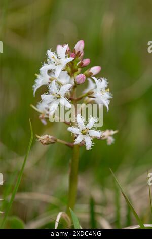 Nahaufnahme der Blüten der Bohnen (Menyanthes trifoliata) in Blüte Stockfoto