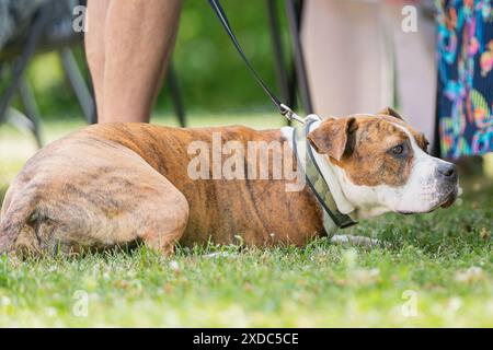 Große klobige freundliche rötliche Bräune und weiße Pit Bull Terrier Bulldogge draußen an der Leine. Ein Pit Bull Terrier, der im Gras liegt. Stockfoto