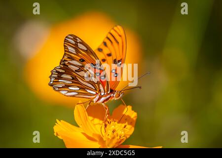Hübscher Gulf Fritillary Schmetterling auf einer gelben Blume mit einem gelben und grünen Hintergrund Stockfoto