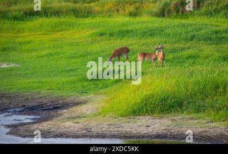 Drei Hirsche im Myakka River State Park in Sarasota an der südwestlichen Golfküste Floridas USA Stockfoto