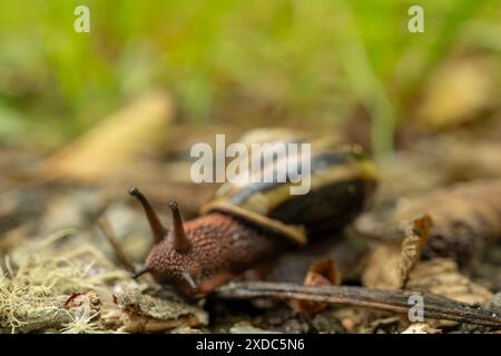 Red Faced Snail krabbelt im Redwood National Park über das Gelände Stockfoto