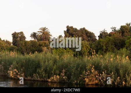 Schilf, Papyrus, Palmen und andere Pflanzen und Bäume, die die Ufer des Nils bei Luxor, Esna, dicht bedecken, leuchten im Sonnenlicht. Stockfoto