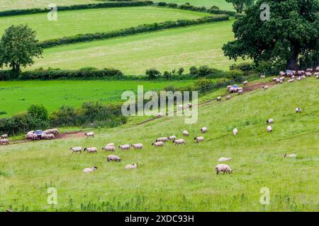 Schafe und Lämmer auf einem walisischen Hügel im Brecon Beacons National Park Stockfoto