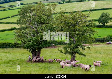 Schafe und Lämmer auf einem walisischen Hügel im Brecon Beacons National Park Stockfoto