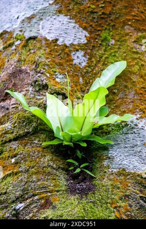 Asplenium nidus (Nestfarn, Vogelnestfarn). Asplenium nidus ist eine epiphytische Farnart aus der Familie der Aspleniaceae Stockfoto