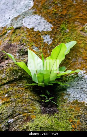 Asplenium nidus (Nestfarn, Vogelnestfarn). Asplenium nidus ist eine epiphytische Farnart aus der Familie der Aspleniaceae Stockfoto