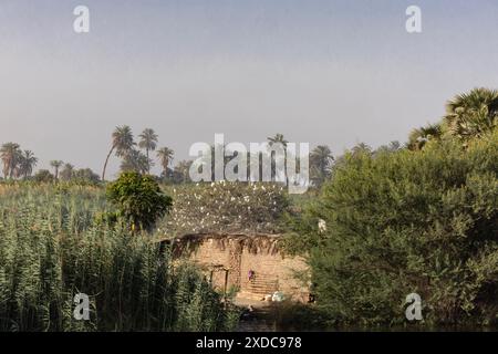 Eine Schar Reiher am frühen Morgen auf einem Baum hinter einem Lehmziegelgebäude am Nil bei Esna, Ägypten. Stockfoto