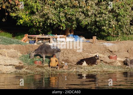 Ein ägyptischer Bauer auf seinem Bauernhof am Ufer des Nils melkt seine Kuh am frühen Morgen. Stockfoto