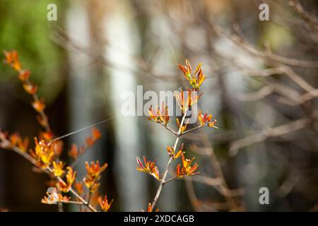 Ein Lärchenzweig mit orangefarbenen Blättern steht vor einem fallenden Wasserfall im Hintergrund. Gelbe Blätter. Feder. Horizontal. Stockfoto