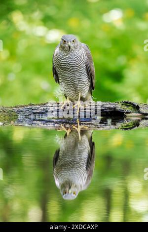 Eurasischer Sparrowhawk, Accipter nisus, alleinstehender Erwachsener, der auf dem Boden im Wald in der Nähe von Wasserbecken steht, Hortobagy, Ungarn, 1. Mai 2024 Stockfoto