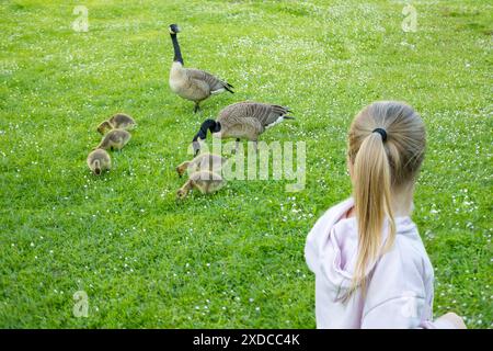 Kinder beobachten mit Interesse Goslings Canada Gans, Brant canadian auf grüner Wiese mit Eltern, fürsorgliche Natur und fürsorgliche Tiere Stockfoto