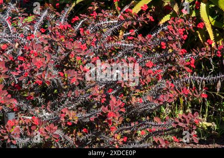 Sydney Australien, euphorbia millii-Busch mit roten Blumen, Blättern und Dornen Stockfoto