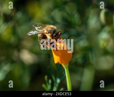 Eine Honigbiene sitzt auf einer California Mohn Blumenzwiebeln, angezogen von Farbe und Pollen. Nahansicht. Stockfoto