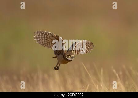 Grabungulenflug Stockfoto