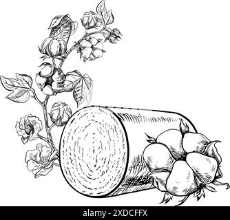 Eine hochergiebige Rolle aus geernteter Bio-Baumwolle mit Baumwollpflanzen. Schwarzweiß, detailliert, Grafik, Vektorillustration. Isolieren, handgezeichnet auf einem wh Stock Vektor