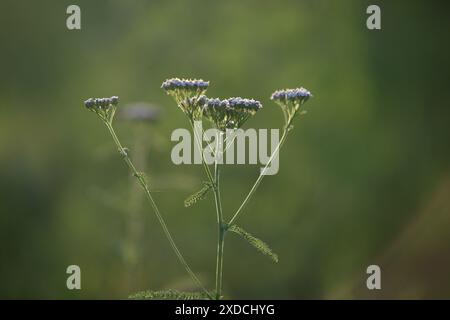 Achillea millefolium Blume. Westliche Schafgarbe. Achillea millefolium blüht in freier Wildbahn unter Gräsern. Verschwommener grüner natürlicher Hintergrund; Stockfoto