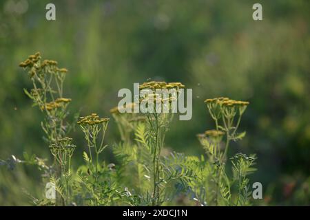 Tanacetum vulgare. Tansy gewöhnliche Blüten auf der Wiese in der Wildnis. Die hellgelben Blüten des gewöhnlichen tansy Stockfoto