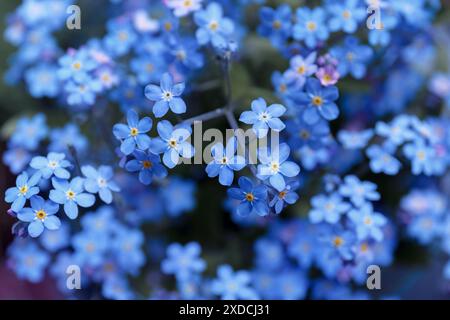 Blue Little vergisst mich nicht Blumen. Blühende Myosotis-Wildblumen mit blauen Blüten auf einem Nahaufnahme-Foto am Sommertag. Vergissmeinnots, Myosotis sylvatica, Stockfoto