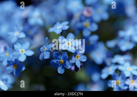 Blue Little vergisst mich nicht Blumen. Vergiss-mich-nichts, Myosotis sylvatica, Myosotis skorpioides. Hintergrund der Frühlingsblüte. Blühende Myosotis-Wildblumen Stockfoto