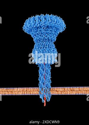 Illustration des Injektisoms (blau) einer Salmonella sp. Bakteriuminjektion von Effektorproteinen (rot) in eine Wirtszelle. Injektisomen sind Teil des Typ-3-Sekretionssystems (T3SS), das von mehreren gramnegativen Bakterien verwendet wird. Das T3SS ist eine molekulare Struktur, die Proteine in potentielle Wirtszellen abgeben kann, die dazu beitragen, die Zelle anfällig für Infektionen zu machen. Stockfoto