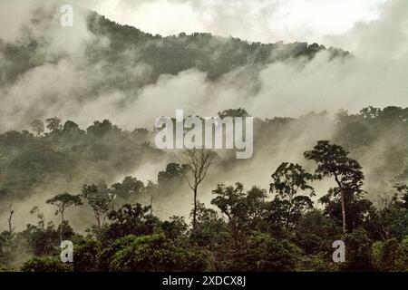 Regenwald am Fuße des Mount Tangkoko und Mount Duasudara in Nord-Sulawesi, Indonesien. Stockfoto