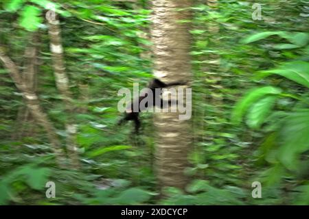 Ein Sulawesi-Schwarzkammmakaken (Macaca nigra) springt während der Futtersuche im Naturschutzgebiet Tangkoko, Nord-Sulawesi, Indonesien. Stockfoto