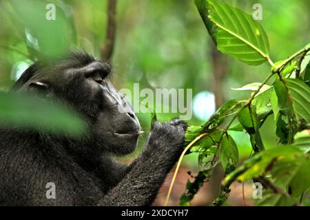Ein Schwarzhaubenmakaken (Macaca nigra) isst die Blätter einer nicht identifizierten Baumart im Tangkoko-Wald in Nord-Sulawesi, Indonesien. Stockfoto
