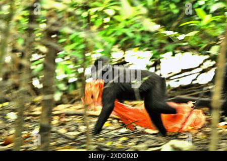 Ein Schwarzhaubenmakaken (Macaca nigra) transportiert Plastikabfälle, während seine Gruppe in der Nähe eines Strandes im Tangkoko-Wald im Norden von Sulawesi, Indonesien, auf der Suche ist. Stockfoto