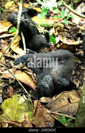 Zwei Sulawesi-Schwarzhaubenmakaken (Macaca nigra) liegen und sitzen auf Waldboden und halten im Tangkoko Nature Reserve, Indonesien, an der Nahrungssuche. Stockfoto