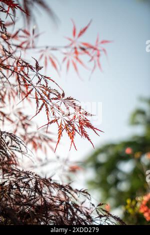 Rote und orange zerlegte Blätter aus japanischem rotem Ahorn im Sommer gegen blauen Himmel. Stockfoto