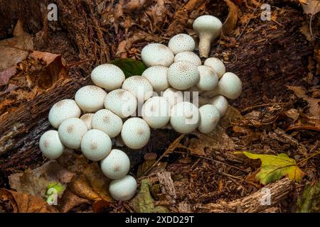 Puffball mit Edelsteinbesetzung Stockfoto