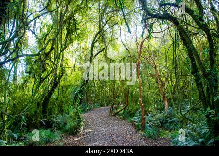 Gemäßigter Regenwald in Westland - Neuseeland Stockfoto