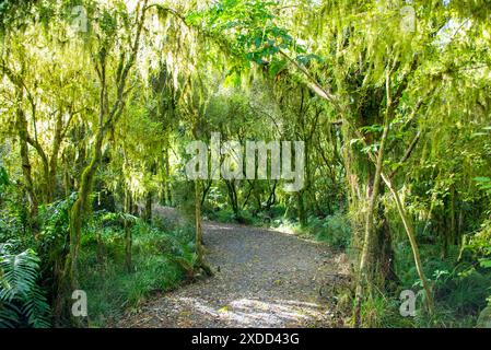 Gemäßigter Regenwald in Westland - Neuseeland Stockfoto