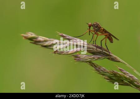 Eine Nahaufnahme einer Empis Livida auf einem Grasstängel mit einem grünen, verschwommenen Hintergrund. Stockfoto