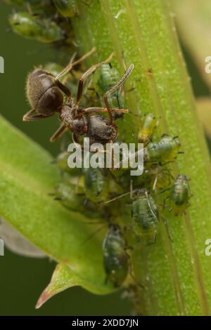 Eine Nahaufnahme einer kleinen Schwarzen Ant, die sich um eine Gruppe von Blattläusen auf einem grünen Pflanzenstamm kümmert Stockfoto