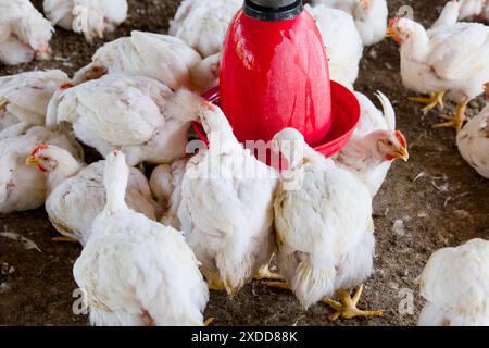 Eine lebhafte Szene entfaltet sich auf der Hühnerfarm, während weiße Vögel um das rote Futterhäuschen strömen und ihr Essen picken. Stockfoto