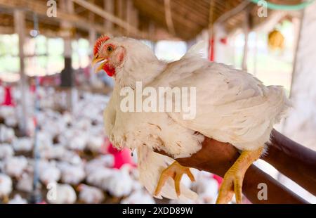 Eine Nahaufnahme eines weißen Hühnchens, das sanft auf einem Bauernhof gehalten wird, zeigt die Aktivitäten der Geflügelzucht Stockfoto