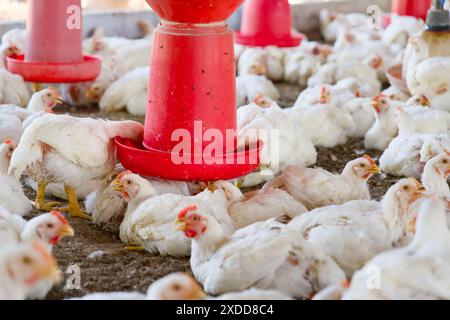 Weiße Hühner gedeihen in einem geräumigen Stall, füttern und bewegen sich frei auf einer lebhaften Geflügelfarm. Stockfoto