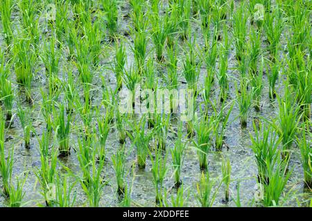 Flutwasser-Wasser-durchflutete Flechten in den Reisfeldern. Fruchtbares feuchtes Land in der Landwirtschaft abgelegt, ländliche Sicht. Stockfoto