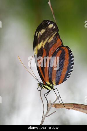 Tiger Longwing, auch bekannt als goldener Helikonischer Schmetterling auf einem Stock in Indianapolis, USA Stockfoto