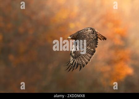 Wunderschöner roter Falke in der Natur Stockfoto