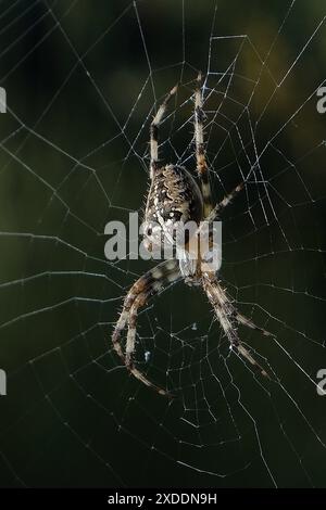 Europäische Gartenspinne (araneus diadematus) Stockfoto