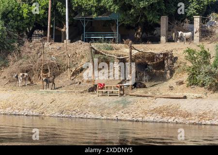 Ein einfacher Unterschlupf aus natürlichen Elementen am Ufer des Nils in Ägypten sorgt für Schatten für die Kühe. Stockfoto