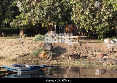 Ein Ägypter melkt eine seiner Kühe früh am Morgen auf seinem Gehöft am Ufer des Nils mit einem kleinen Boot im Vordergrund. Stockfoto